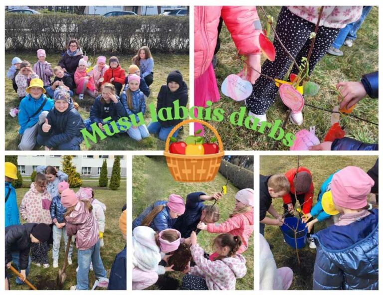 Ābeles stādīšana